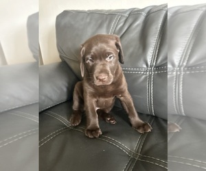 Medium Labrador Retriever