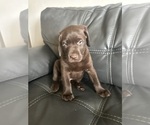 Puppy Puppy 2 Labrador Retriever