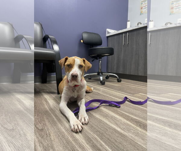 Medium Photo #13 Labrador Retriever-Unknown Mix Puppy For Sale in Derwood, MD, USA