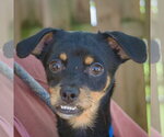 Small #5 Dachshund-Italian Greyhound Mix