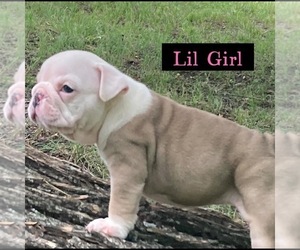 Bulldog Puppy for sale in MCKINNEY, TX, USA