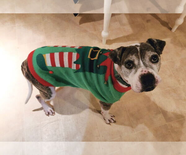 Medium Photo #9 American Pit Bull Terrier-Unknown Mix Puppy For Sale in Spotsylvania, VA, USA