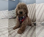 Small Photo #11 Goldendoodle (Miniature) Puppy For Sale in DURHAM, CT, USA