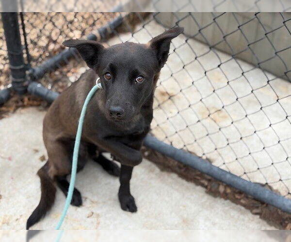 Medium Photo #1 German Shepherd Dog-Unknown Mix Puppy For Sale in Tulsa, OK, USA