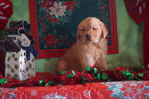Golden Retriever Puppy for sale in FREDERICKSBG, OH, USA