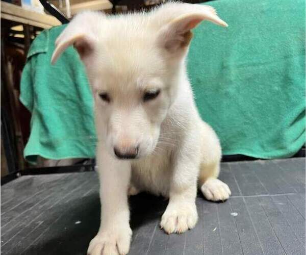 Medium Photo #7 German Shepherd Dog Puppy For Sale in SODUS, NY, USA