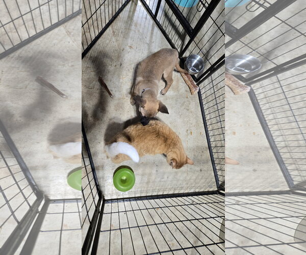 Medium Photo #6 German Shepherd Dog-Unknown Mix Puppy For Sale in Centreville, VA, USA