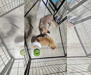Sweet Pea 7564 - Female German Shepherd Dog-Unknown Mix Dog for Adoption - Photo #2