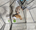 Small #5 German Shepherd Dog Mix