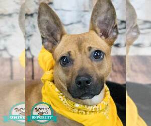 Mutt Dogs for adoption in Kennesaw, GA, USA