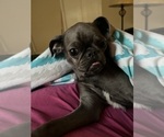Small Photo #1 Brussels Griffon Puppy For Sale in SPRING BRANCH, TX, USA