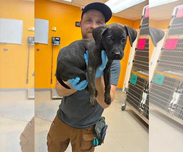 Medium Photo #4 Catahoula Leopard Dog-Labrador Retriever Mix Puppy For Sale in Bryant, AR, USA