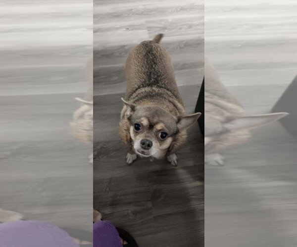 Medium Photo #1 Chihuahua Puppy For Sale in Holly Springs, NC, USA