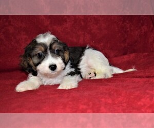 Cavapoo Puppy for sale in BARNESVILLE, KS, USA