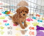 Small #16 Cavapoo (Miniature)-Poodle (Toy) Mix