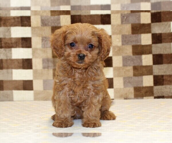 Medium Photo #3 Cavapoo (Miniature) Puppy For Sale in DENVER, PA, USA