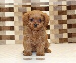 Small #2 Cavapoo (Miniature)