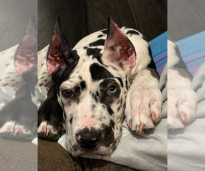 Great Dane Puppy for sale in MARYLAND HEIGHTS, MO, USA