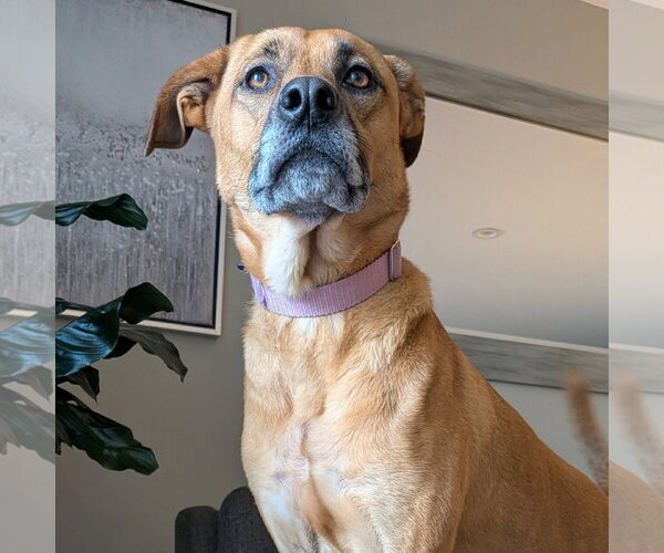 Medium Photo #5 Mutt Puppy For Sale in Fargo, ND, USA