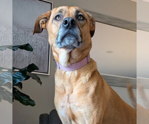Quinta - Female Mutt Dog for Adoption - Photo #5