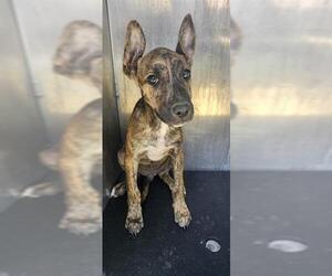 Mutt Dogs for adoption in San Antonio, TX, USA