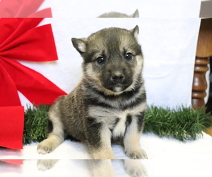Norwegian Elkhound-Siberian Husky Mix Puppy for sale in SHILOH, OH, USA