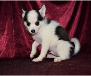 Pomeranian Puppy for sale in BARNESVILLE, KS, USA