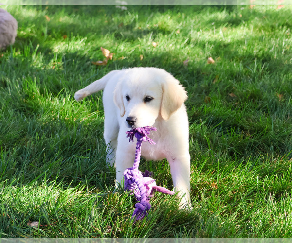 Medium Photo #4 Golden Retriever Puppy For Sale in SYRACUSE, IN, USA