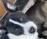 Puppy 3 American Pit Bull Terrier-Siberian Husky Mix