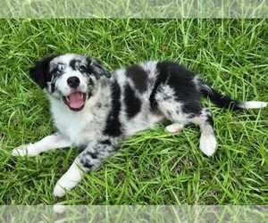 Australian Shepherd Puppy for sale in CHARLOTTE, NC, USA