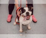 Small #11 American Bulldog Mix