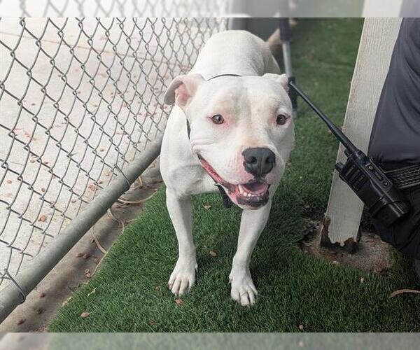 Medium Photo #1 Staffordshire Bull Terrier Puppy For Sale in Corona, CA, USA