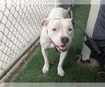 Small Staffordshire Bull Terrier