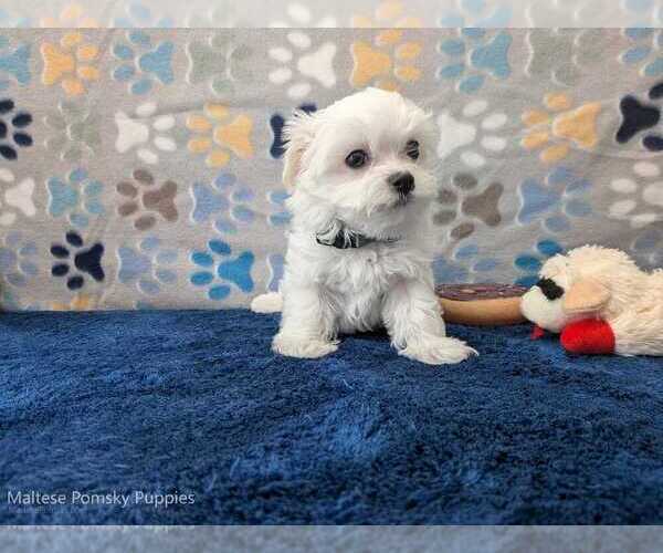 Medium Photo #11 Maltese Puppy For Sale in OCALA, FL, USA
