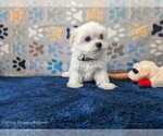 Small #10 Maltese