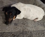 Small Photo #1 Jack Russell Terrier Puppy For Sale in JASPER, FL, USA