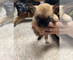 Faux Frenchbo Bulldog Puppy for sale in FOX LAKE, IL, USA