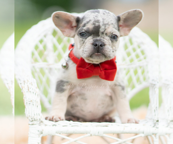 Medium Photo #2 French Bulldog Puppy For Sale in WARSAW, IN, USA