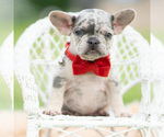 Small #1 French Bulldog