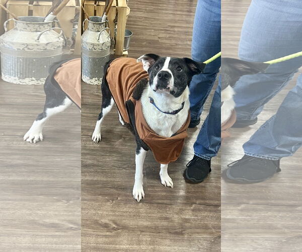 Medium Photo #2 Mutt Puppy For Sale in Munford, TN, USA