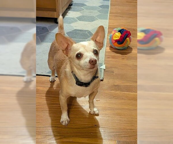 Medium Photo #5 Chihuahua-Unknown Mix Puppy For Sale in San Diego, CA, USA