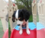 Small Photo #36 Australian Shepherd-Cavalier King Charles Spaniel Mix Puppy For Sale in HOWLAND, OH, USA