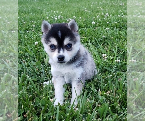 Medium Photo #16 Alaskan Klee Kai Puppy For Sale in WINCHESTER, OH, USA