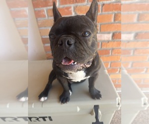 French Bulldog Puppy for Sale in SACRAMENTO, California USA