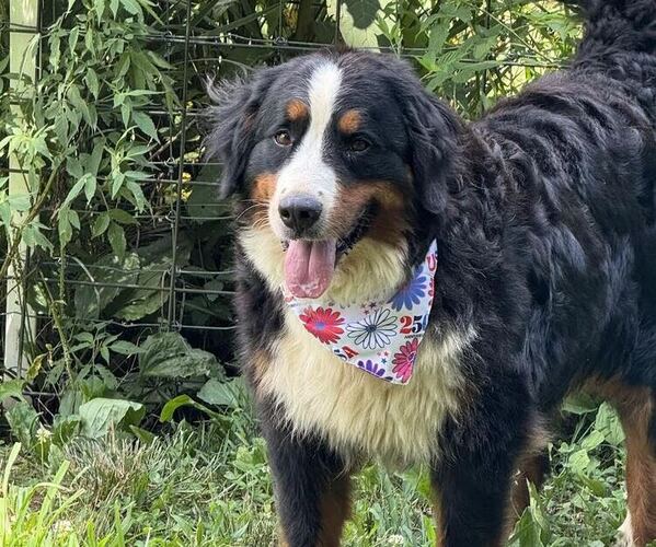 Medium Photo #1 Bernese Mountain Dog Puppy For Sale in SIGNAL MOUNTAIN, TN, USA