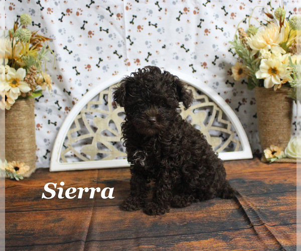 Medium Photo #13 Poodle (Toy) Puppy For Sale in CHANUTE, KS, USA