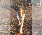 Small Photo #6 Catahoula Leopard Dog-Collie Mix Puppy For Sale in Genesee, WI, USA