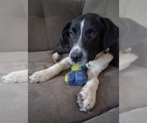 Medium Photo #5 Border Collie-Unknown Mix Puppy For Sale in Sandy, UT, USA