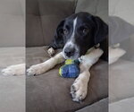 Small #4 Border Collie Mix
