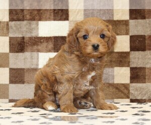 Cavapoo (Miniature) Puppy for sale in DENVER, PA, USA